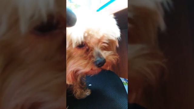 Тайная жизнь домашних животных! 1