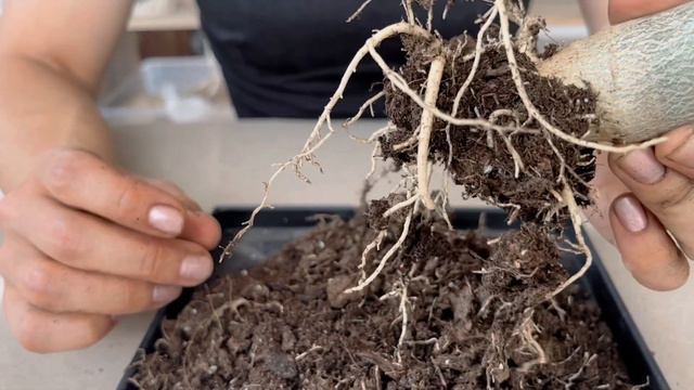 Пересадка Pachypodium DENSIFLORUM (Пахиподиум)