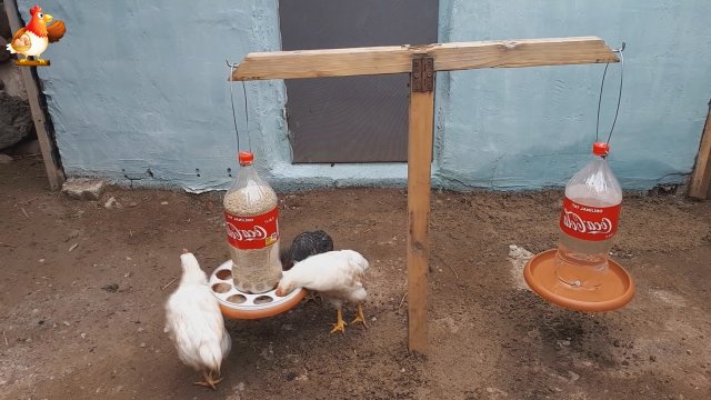 Кормушка поилка рычажные весы для кур несушек