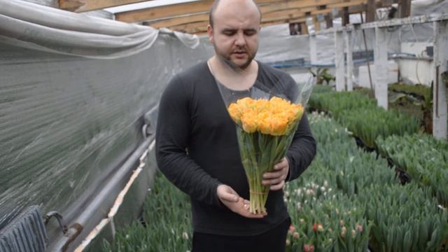 Вирощування тюльпанів. Тюльпан Орка. Tulips Orca / Выращивание тюльпанов