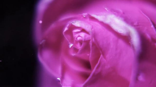 Ice Rose │ Valentine's Day (Classic Media prod.)