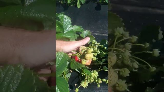 Сладкий сорт Сюзетта