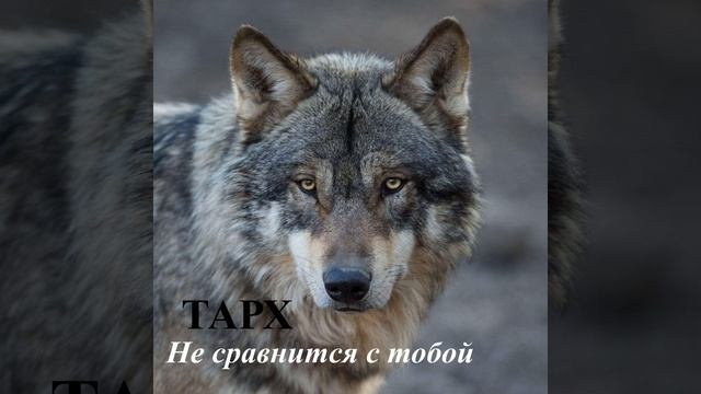 Не сравнится с тобой