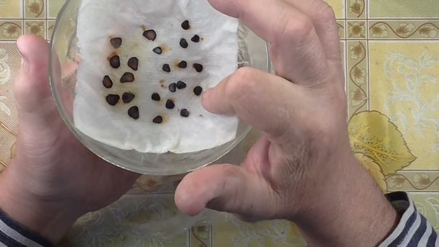 Результат проращивания семян тюльпанов