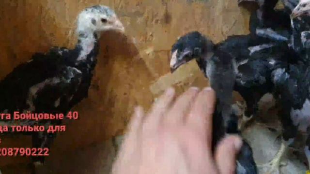 ЦЫПЛЯТА КАЛУГИ БОЙЦОВЫЕ 40 | ТОЛЬКО ДЛЯ БОЁВ