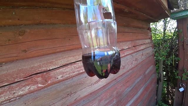 Ловушка для ос и шершней своими руками. Применяю на пасеке.