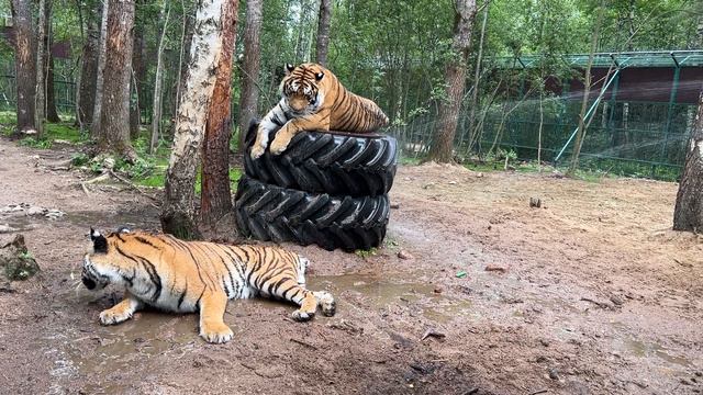 Душ для Тигров