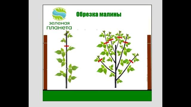 Обрезка малины: делаем правильно / Двойная обрезка малины / Как обрезать малину осенью