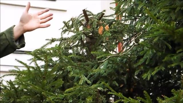 Александр Петров. Удаление верхушки и сильная обрезка ели