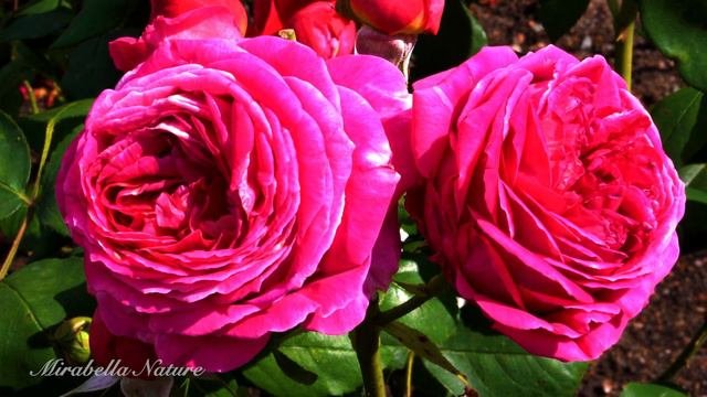 Only Red Roses Collection - 4K - Calm and Relaxing Piano 3 Hours