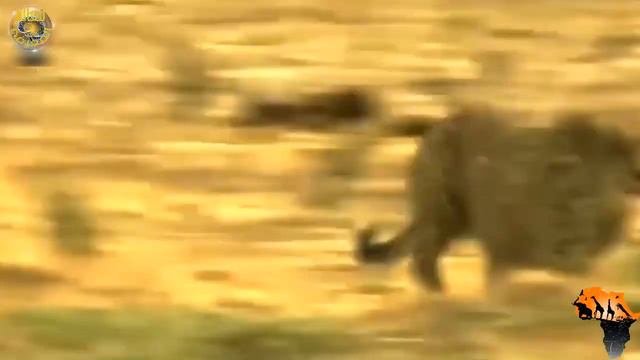 مدهش..لن تصدق كيف خدع صغير الخنزير البري الفهد ليفلت من موت محقق