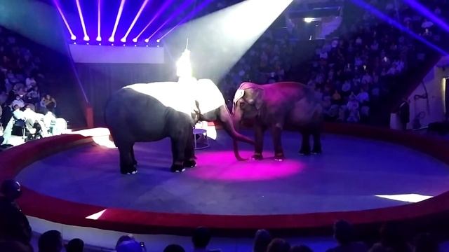 Казанский Цирк Шоу слонов