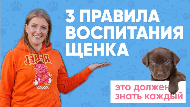 С чего начать воспитание щенка?🐶 3 ОБЯЗАТЕЛЬНЫХ ПРАВИЛА, которые должен знать КАЖДЫЙ☝🏻