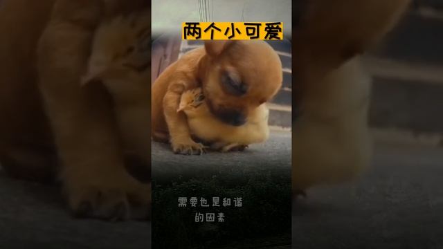 小鸡和奶狗共处的温馨画面