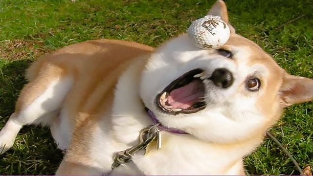 Лучшие приколы с животными подборка 2021