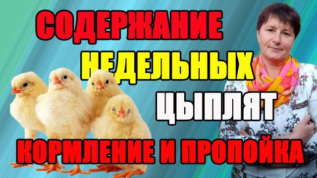 Содержание недельных цыплят. Важные моменты - кормление и пропойка.