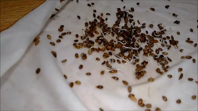 семена  моркови обработанные 5 раз в кипятке - начнут прорастать на 3-4 день -