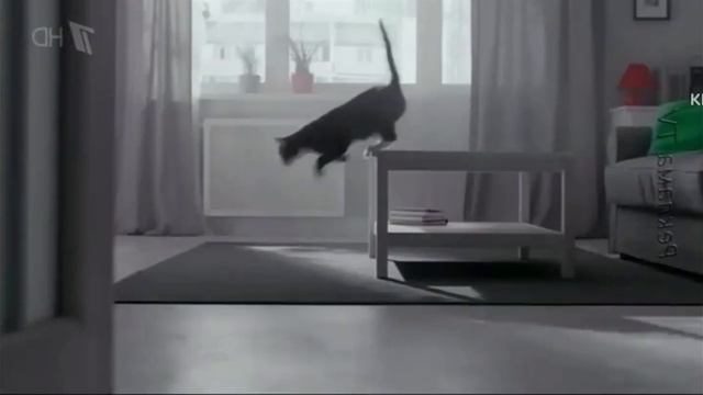 Kitekat Фотокот Effects