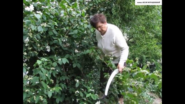 В какое время и как правильно обрезать ЖАСМИН (Чубушник).