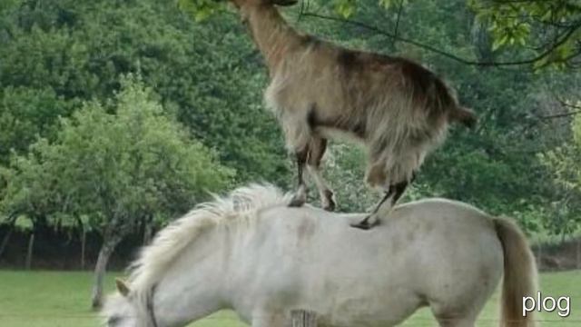 фильмы про животных
