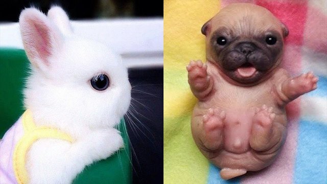 Веселые и Смешные животные, которые поднимут настроение!
