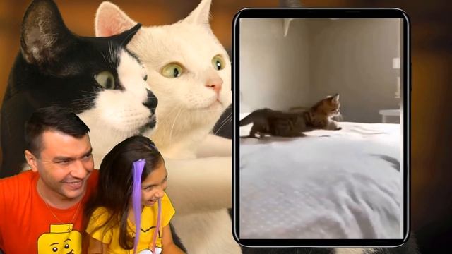 СМЕШНЫЕ КОТЫ и СОБАКИ идут В ШКОЛУ! НЕ УЛЫБНИСЬ и НЕ ЗАСМЕЙСЯ ЧЕЛЛЕНДЖ Funny Cats Реакции Валеришка