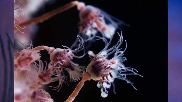 "Тип Кишечнополостные", Биология 7 класс, Сивоглазов