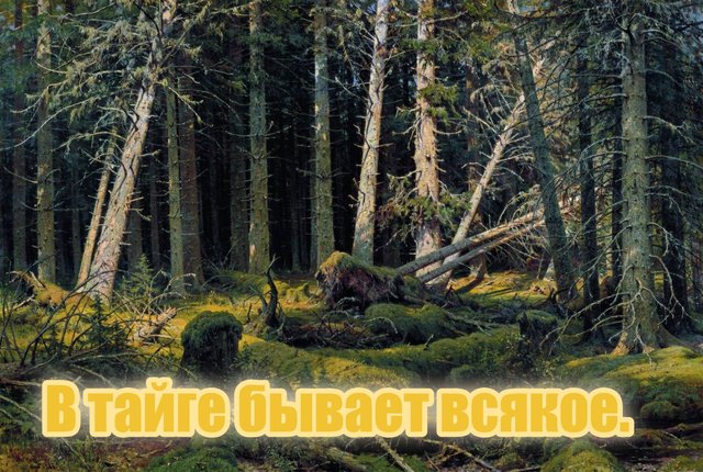 В тайге бывает всякое
