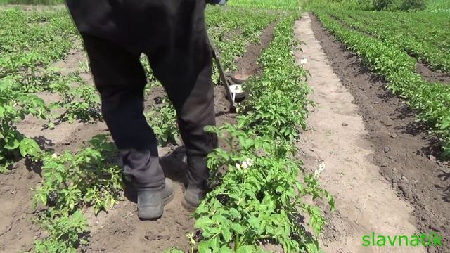 Ручное окучивание картофеля,окучник плоскорез.