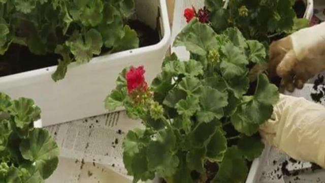 Пересадка Герани. Когда и как правильно пересадить герань?