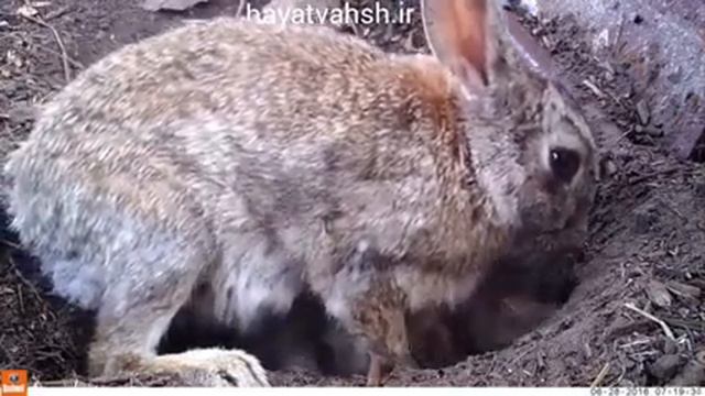 КРОЛЬЧИХА РАСКАПЫВАЕТ КРОЛЬЧАТ и КОРМИТ