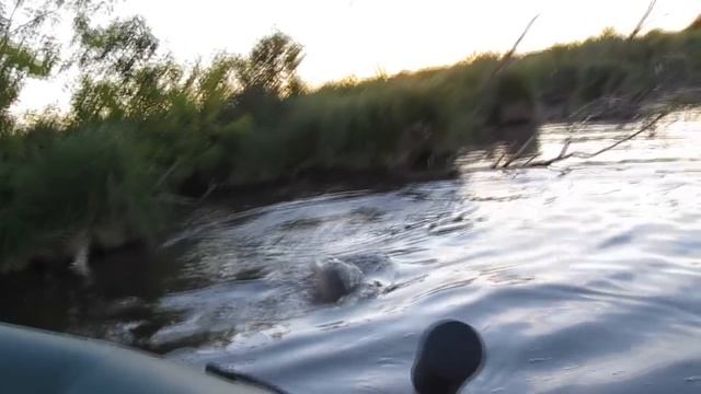 Ловля дикого карпа - сазана летом на боковой кивок***carp fishing