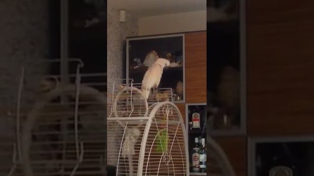 Попугай Ричард Львиное Сердце
