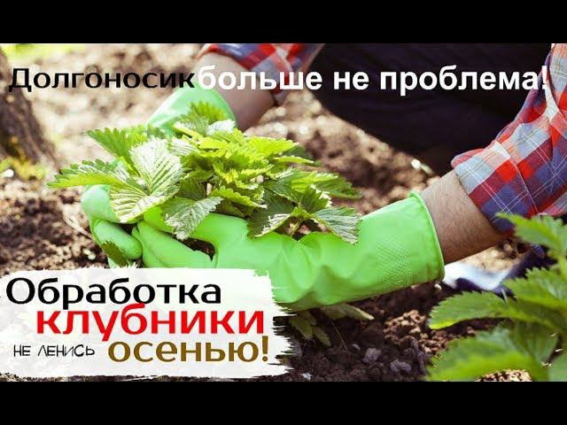 Клубнику нужно спасать с осени! От долгоносика и болезней обработайте этим мощным средством кустики!