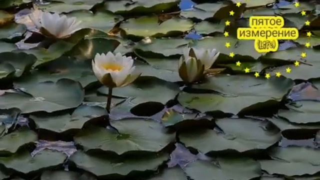 ?Мощнейшая защитная славянская агма "Одолень-трава"!