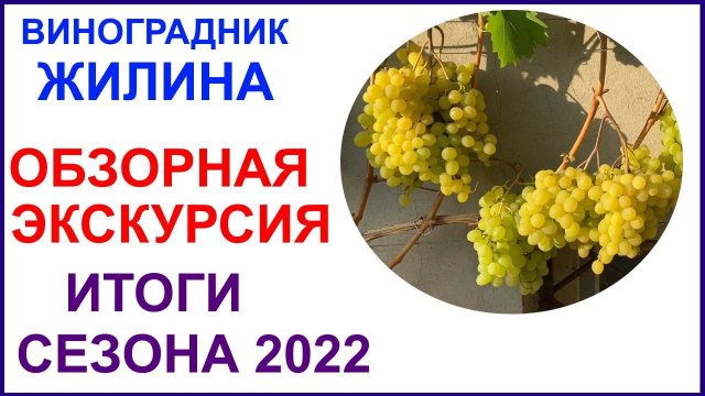 Обзор виноградника Вадима Жилина. Лучшие сорта и ГФ по итогам 2022 года