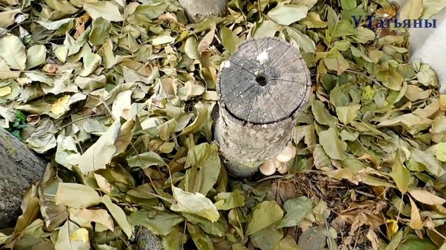 Вешенка на пнях. Выращивание грибов вешенок в домашних условия. Как выращивать вешенки.