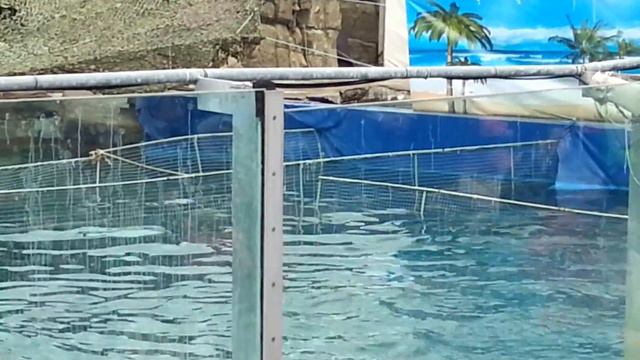 Дельфинарий московского зоопарка