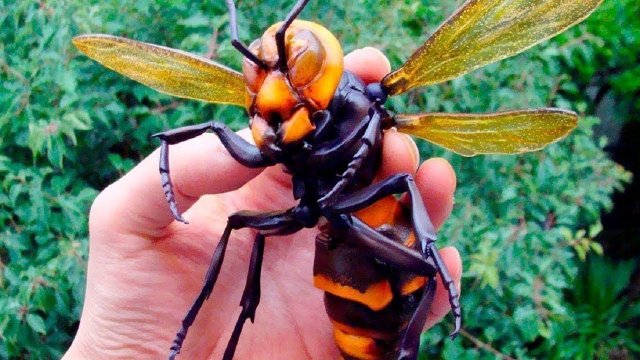 Самые Опасные Насекомые Со Всего Мира