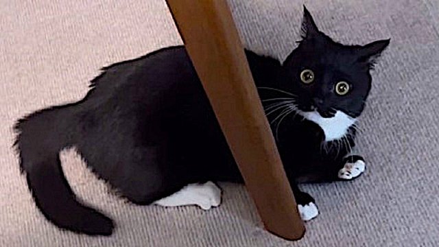 Y2meta.app-NEW Cat Videos 2024 😸 Funny Cat Videos − Funny Cats