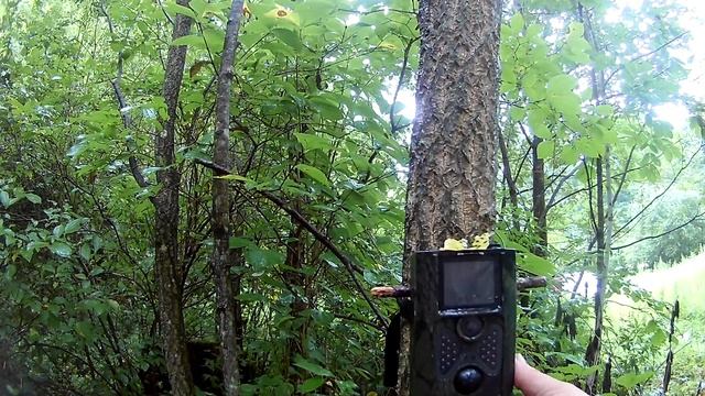 Медведь на приваде разрывает бочку. Охота и рыбалка на Дальнем Востоке.