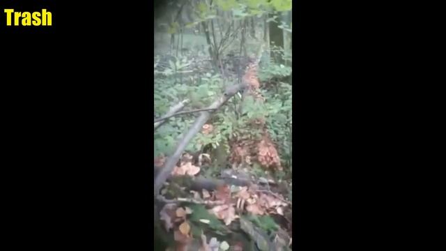 Это все грибы !!!