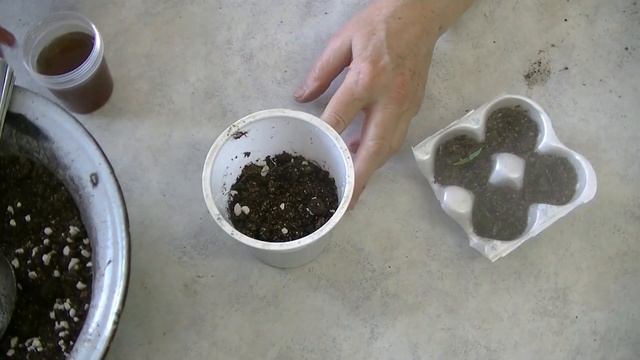 История перца Золотой телец