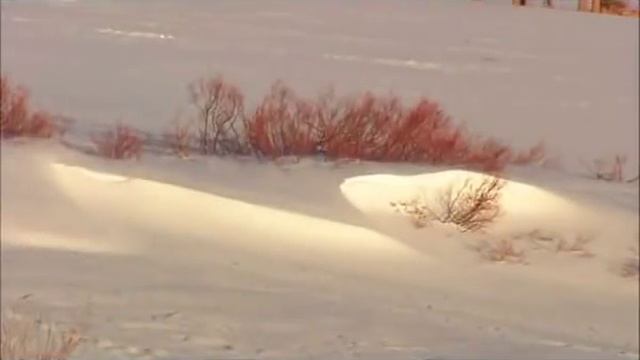 Сборник цыганских песен  Осення Роса.