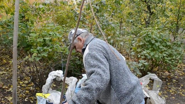 ХУРМА: посадка хурмы осенью и весной. Выбираем саженец правильно