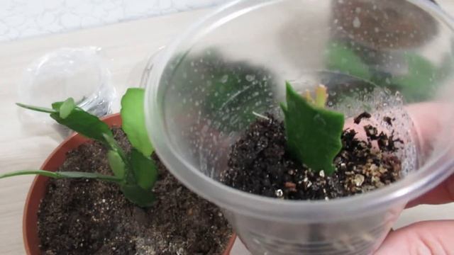 Результат укоренения декабриста одним сегментом  #комнатныерастения#декабристцветок#шлюмбергера