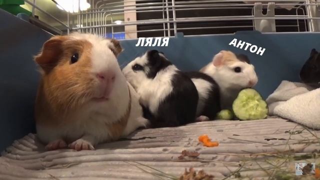 ВСЕ МОИ МОРСКИЕ СВИНКИ// СВИНКИ с МОРЯ