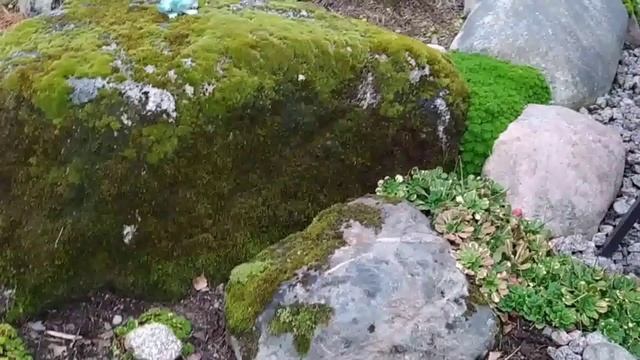 Гармония каменистого садика