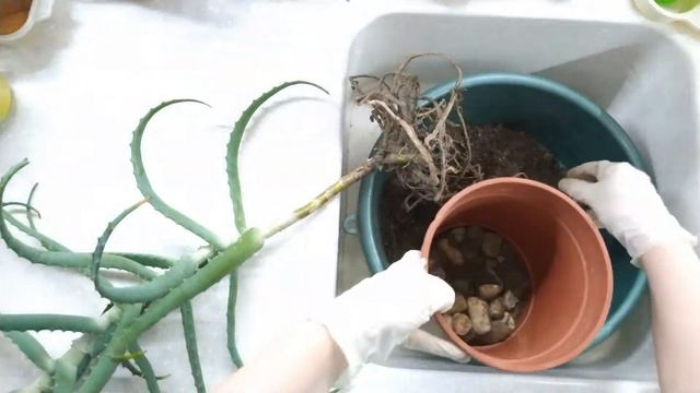ЗИМНЯЯ ПЕРЕСАДКА АЛОЭ | Как правильно размножить и пересадить алоэ (столетник)