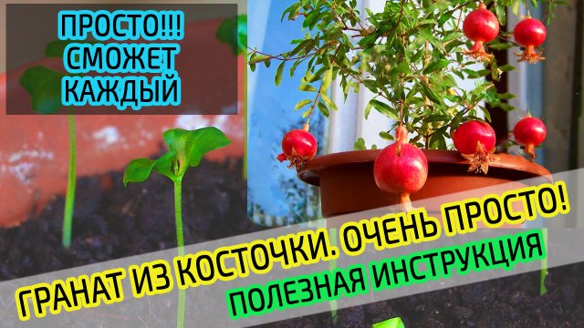 Выращиваем гранат из косточки дома. Гранат из магазина. ПРОСТО!!!